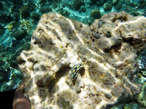 nei fondali di gangga island: nudibranco